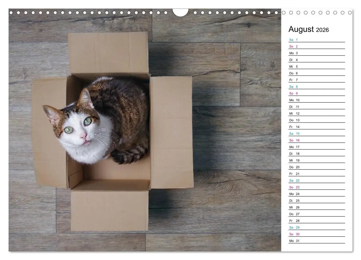Bild: 9783457777121 | Karton Katzen (Wandkalender 2026 DIN A3 quer), CALVENDO Monatskalender