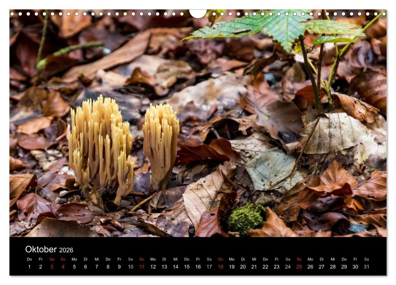 Bild: 9783516087321 | Meine Heimat Westerwald (Wandkalender 2026 DIN A3 quer), CALVENDO...