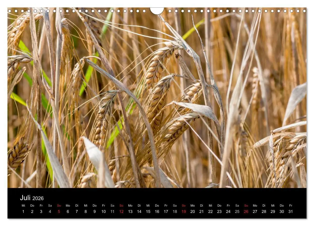 Bild: 9783516087321 | Meine Heimat Westerwald (Wandkalender 2026 DIN A3 quer), CALVENDO...