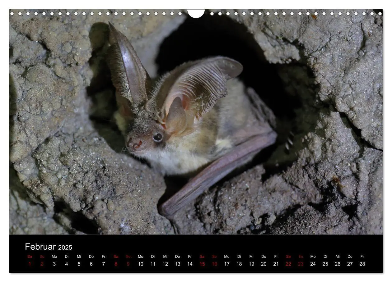 Bild: 9783435347421 | Fledermäuse - Jäger der Nacht (Wandkalender 2025 DIN A3 quer),...