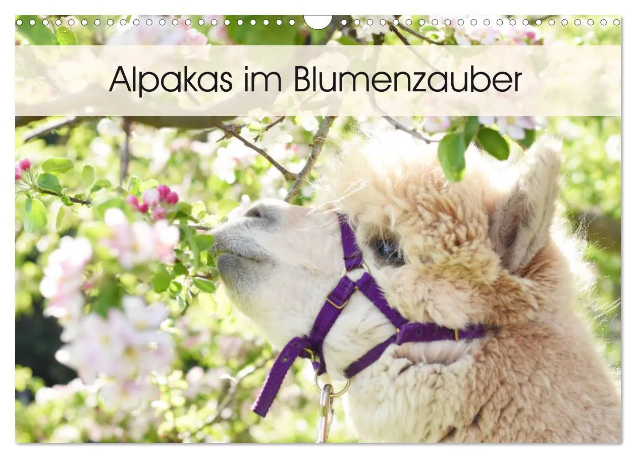 Cover: 9783457817421 | Alpakas im Blumenzauber (Wandkalender 2026 DIN A3 quer), CALVENDO...