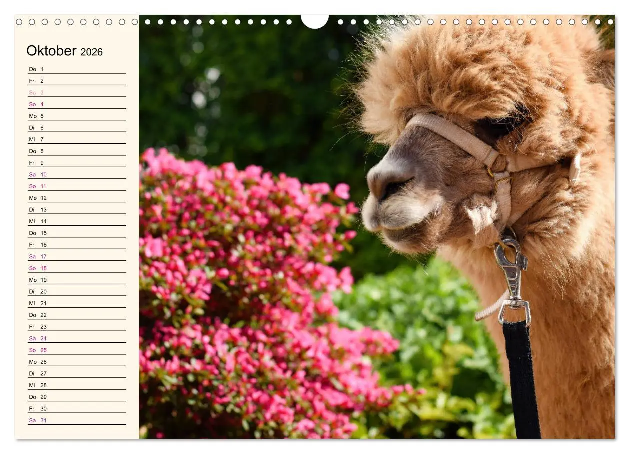 Bild: 9783457817421 | Alpakas im Blumenzauber (Wandkalender 2026 DIN A3 quer), CALVENDO...