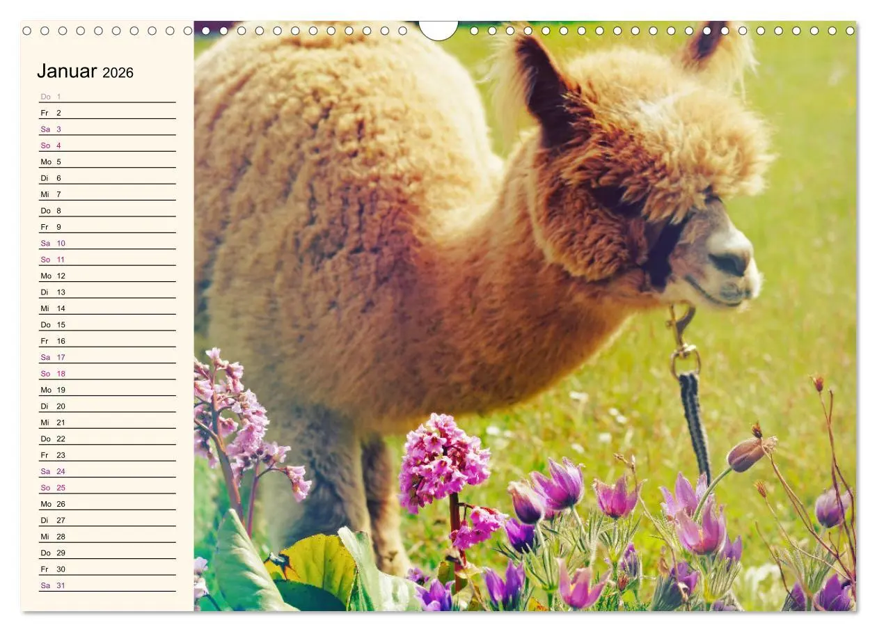 Bild: 9783457817421 | Alpakas im Blumenzauber (Wandkalender 2026 DIN A3 quer), CALVENDO...