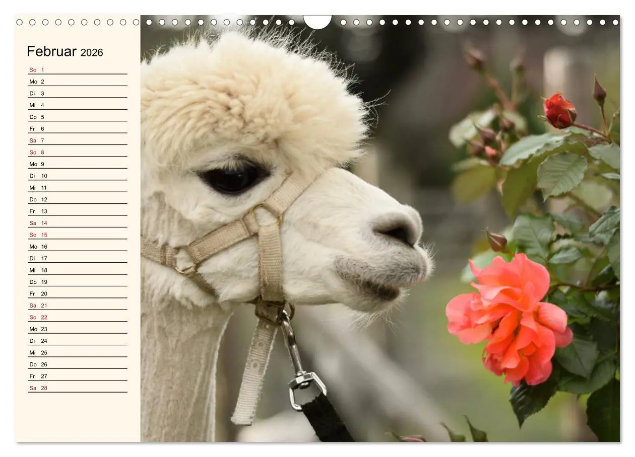 Bild: 9783457817421 | Alpakas im Blumenzauber (Wandkalender 2026 DIN A3 quer), CALVENDO...