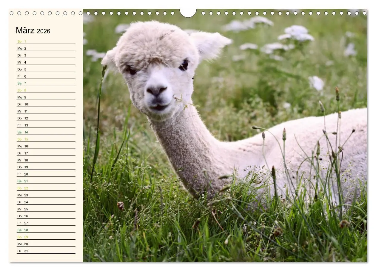 Bild: 9783457817421 | Alpakas im Blumenzauber (Wandkalender 2026 DIN A3 quer), CALVENDO...