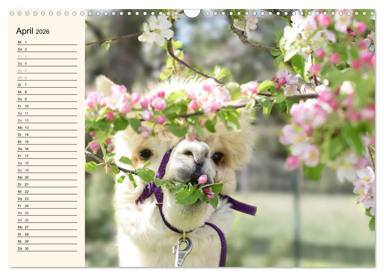 Bild: 9783457817421 | Alpakas im Blumenzauber (Wandkalender 2026 DIN A3 quer), CALVENDO...