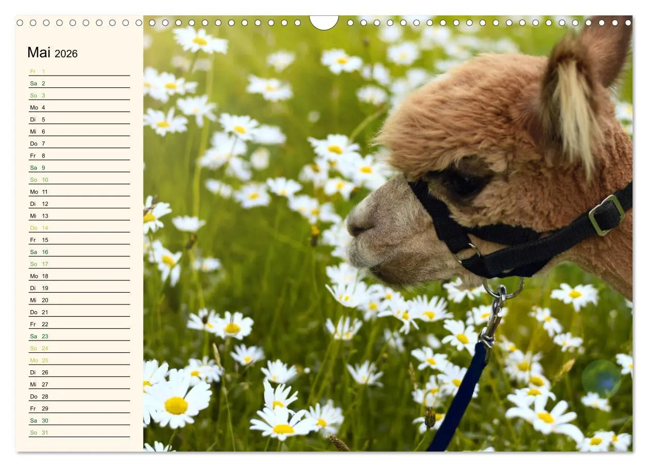 Bild: 9783457817421 | Alpakas im Blumenzauber (Wandkalender 2026 DIN A3 quer), CALVENDO...