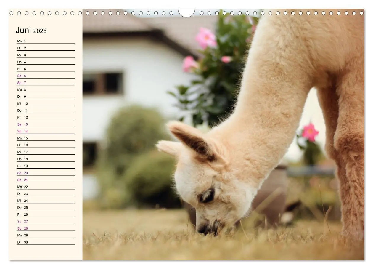 Bild: 9783457817421 | Alpakas im Blumenzauber (Wandkalender 2026 DIN A3 quer), CALVENDO...