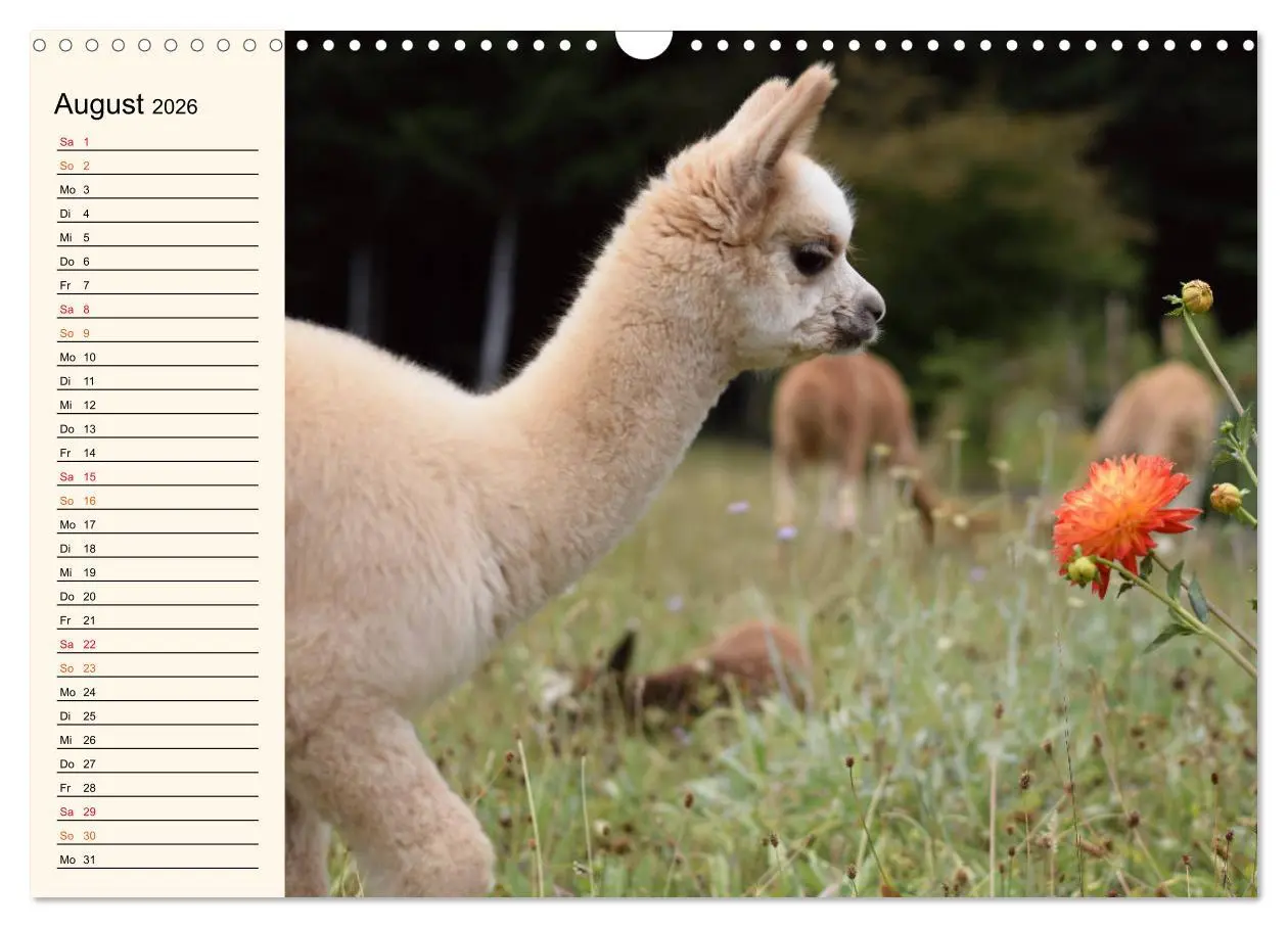 Bild: 9783457817421 | Alpakas im Blumenzauber (Wandkalender 2026 DIN A3 quer), CALVENDO...