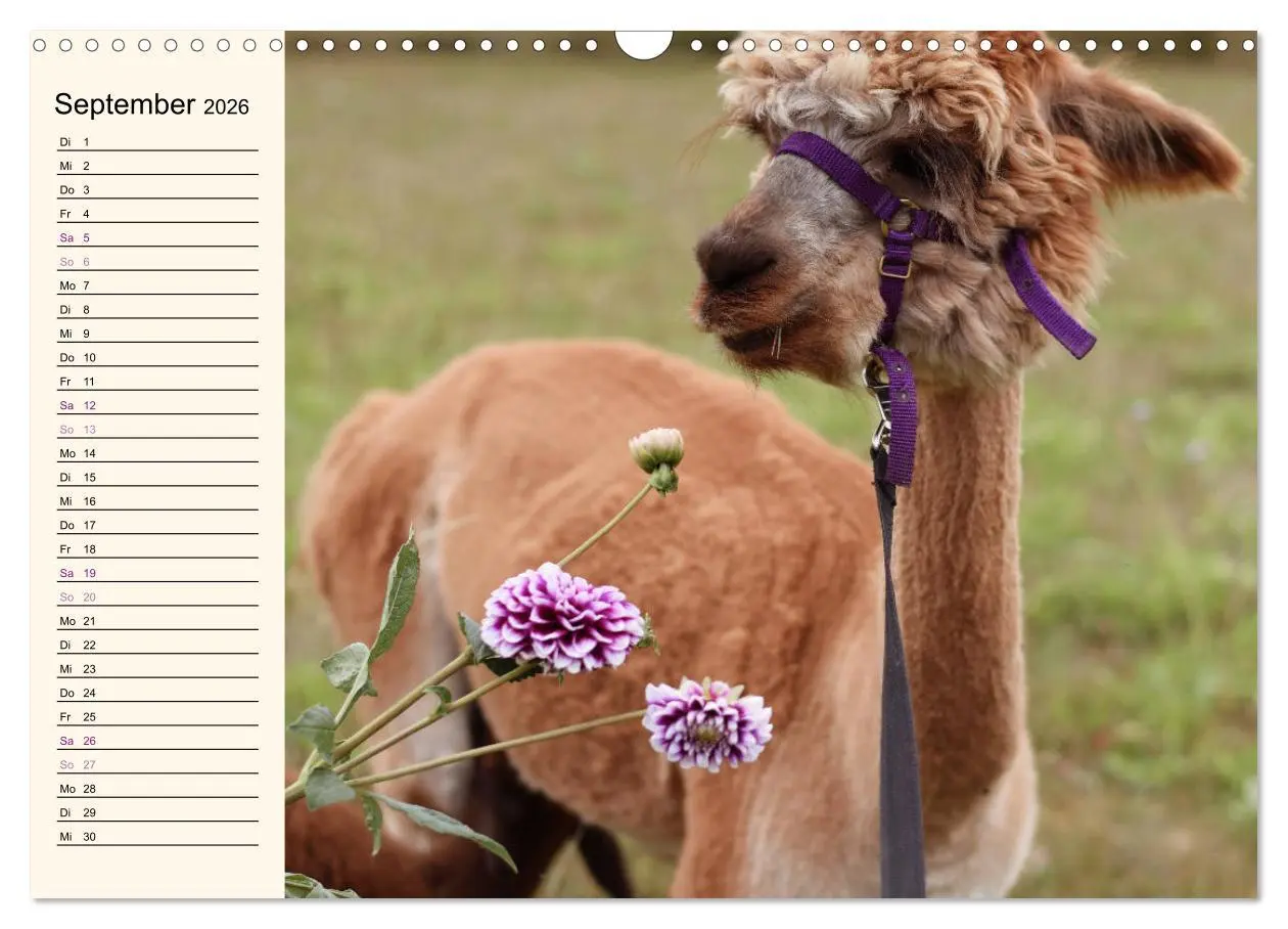 Bild: 9783457817421 | Alpakas im Blumenzauber (Wandkalender 2026 DIN A3 quer), CALVENDO...