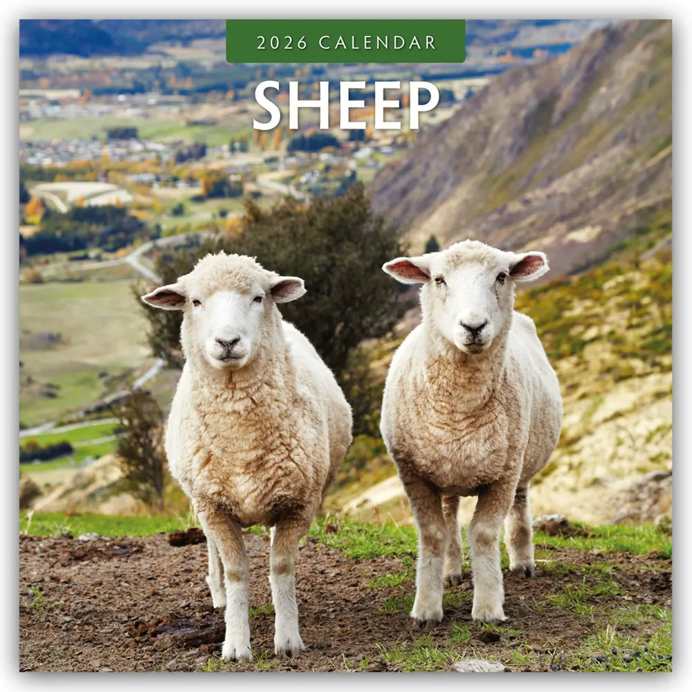 Cover: 9781804427521 | Sheep 2026 Square Wall Calendar | Red Robin | Taschenbuch | 13 S.