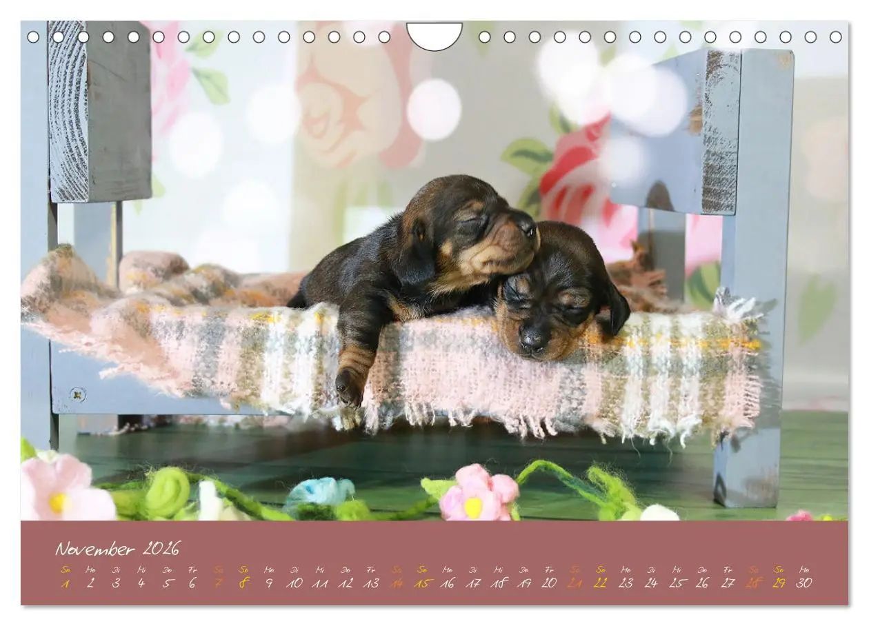 Bild: 9783457277621 | Typisch Dackel 2026 (Wandkalender 2026 DIN A4 quer), CALVENDO...
