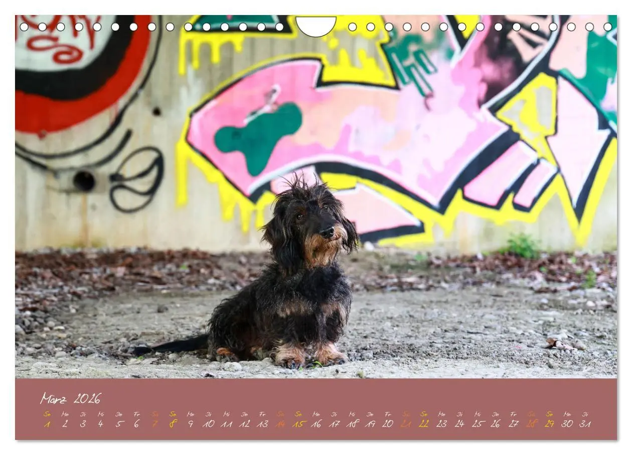 Bild: 9783457277621 | Typisch Dackel 2026 (Wandkalender 2026 DIN A4 quer), CALVENDO...