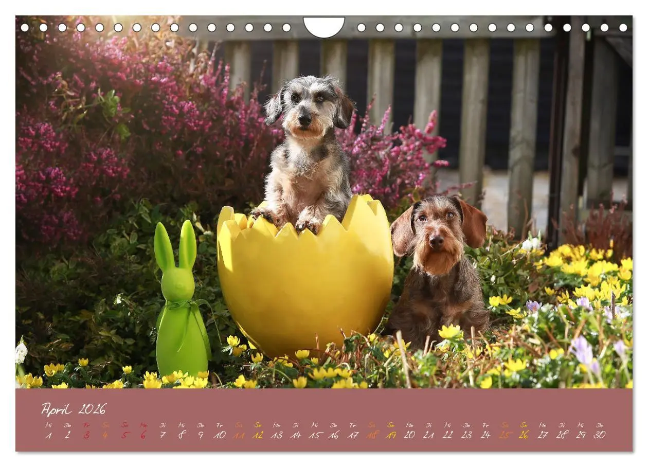 Bild: 9783457277621 | Typisch Dackel 2026 (Wandkalender 2026 DIN A4 quer), CALVENDO...