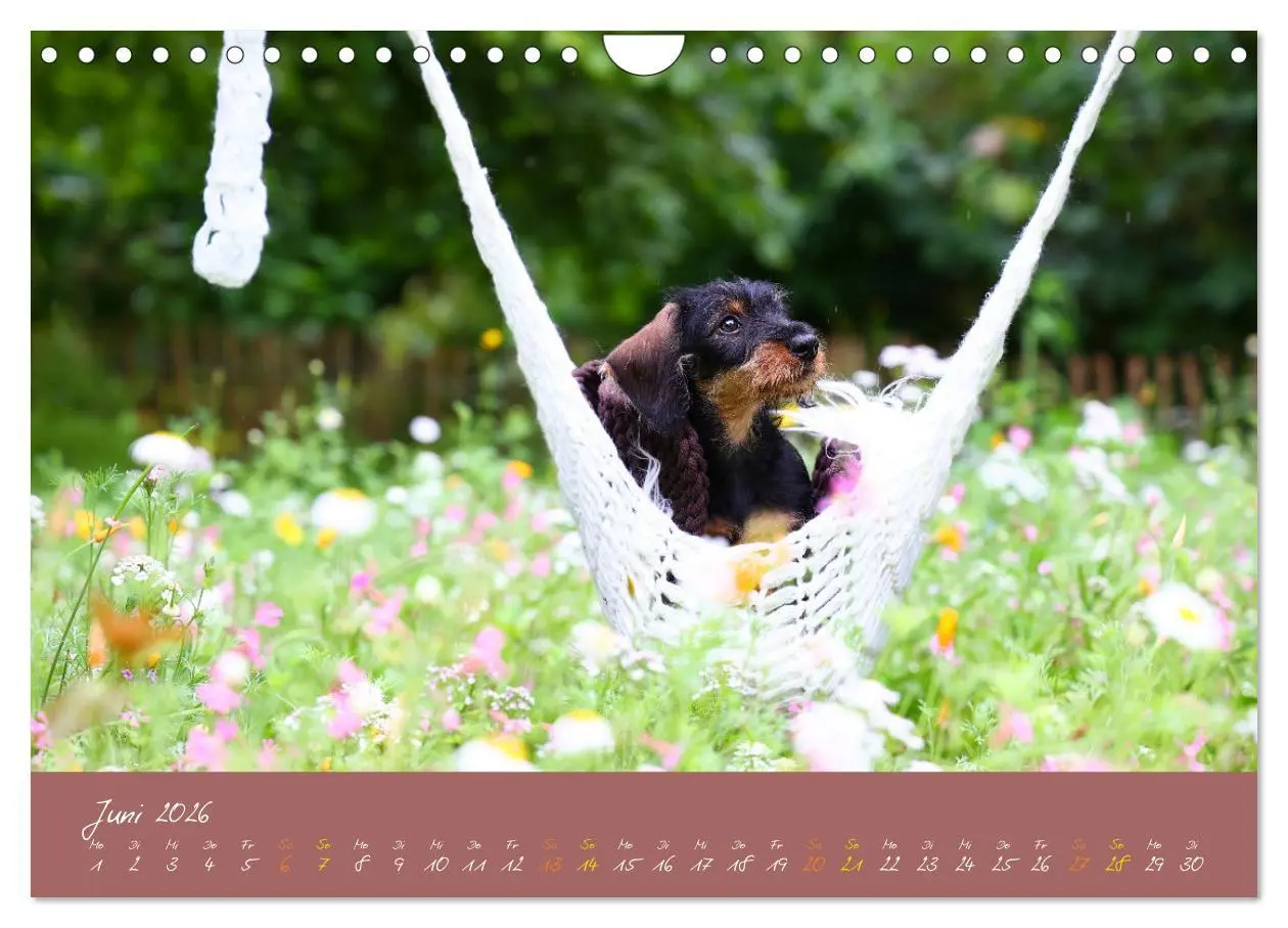 Bild: 9783457277621 | Typisch Dackel 2026 (Wandkalender 2026 DIN A4 quer), CALVENDO...