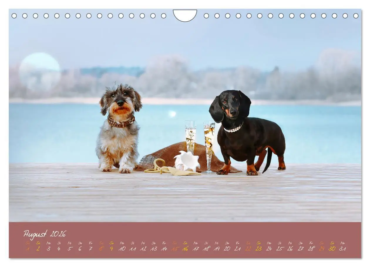 Bild: 9783457277621 | Typisch Dackel 2026 (Wandkalender 2026 DIN A4 quer), CALVENDO...