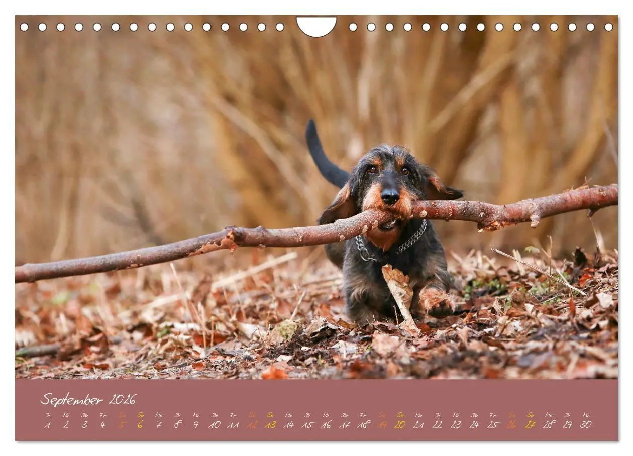 Bild: 9783457277621 | Typisch Dackel 2026 (Wandkalender 2026 DIN A4 quer), CALVENDO...