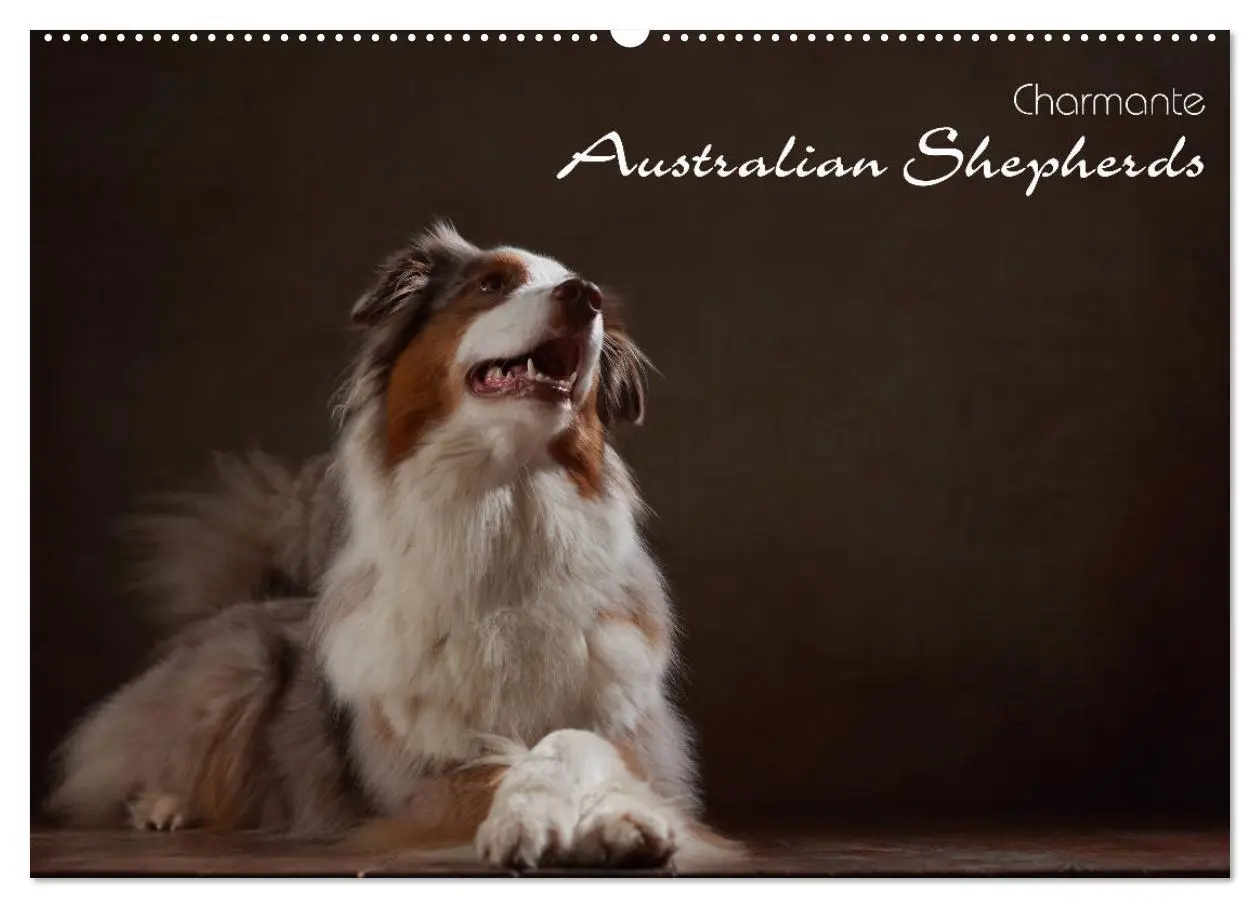 Cover: 9783457897621 | Charmante Australian Shepherds (Wandkalender 2026 DIN A2 quer),...