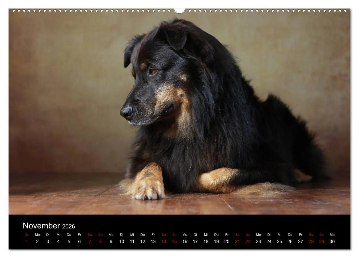 Bild: 9783457897621 | Charmante Australian Shepherds (Wandkalender 2026 DIN A2 quer),...