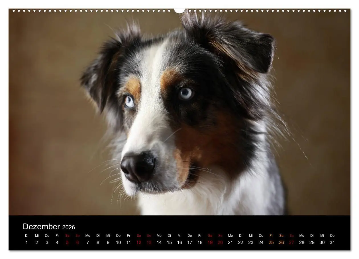 Bild: 9783457897621 | Charmante Australian Shepherds (Wandkalender 2026 DIN A2 quer),...