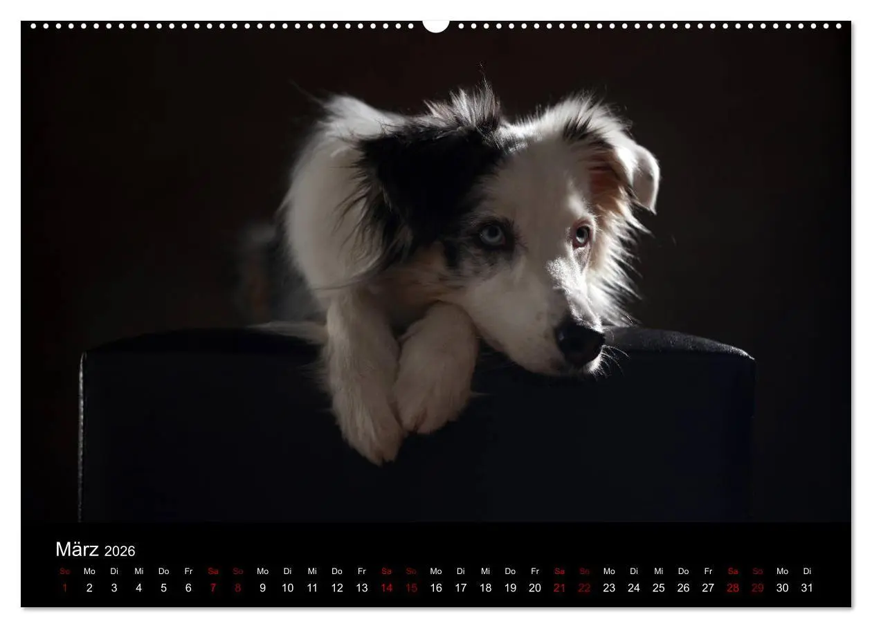 Bild: 9783457897621 | Charmante Australian Shepherds (Wandkalender 2026 DIN A2 quer),...
