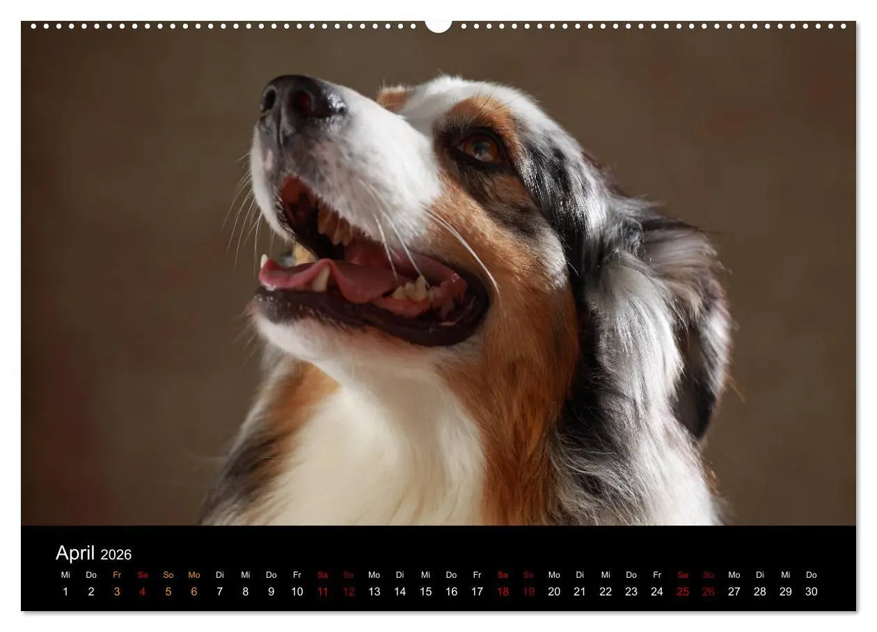 Bild: 9783457897621 | Charmante Australian Shepherds (Wandkalender 2026 DIN A2 quer),...