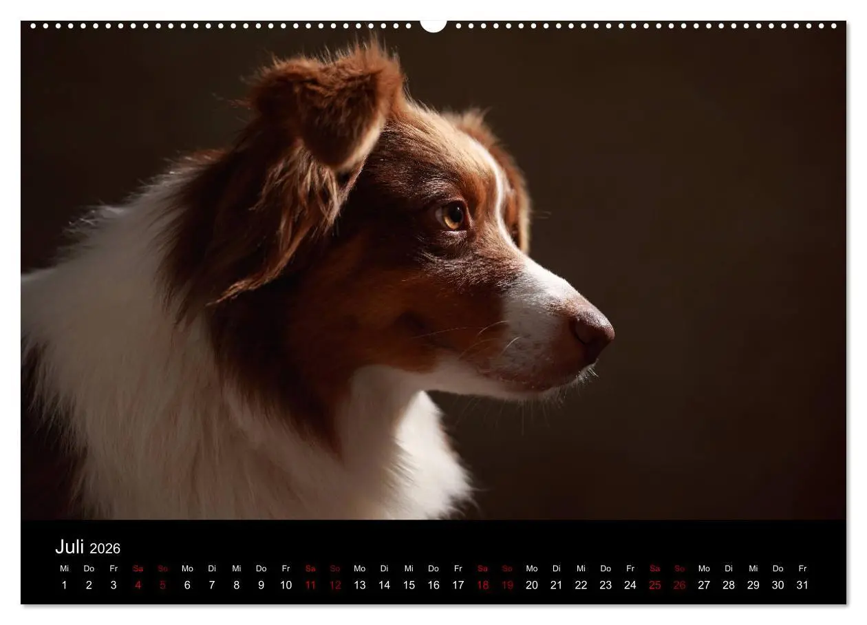 Bild: 9783457897621 | Charmante Australian Shepherds (Wandkalender 2026 DIN A2 quer),...