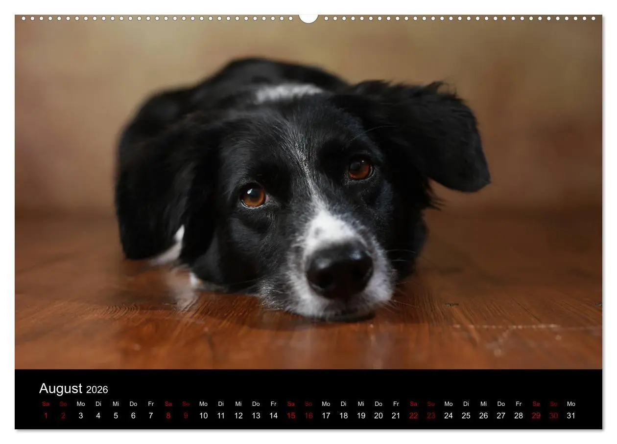 Bild: 9783457897621 | Charmante Australian Shepherds (Wandkalender 2026 DIN A2 quer),...