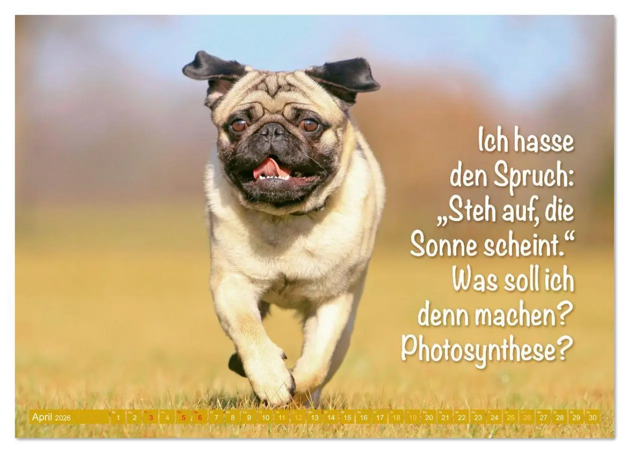 Bild: 9783516597721 | Der Mops: Nicht klein, sondern aufs Wesentliche reduziert....