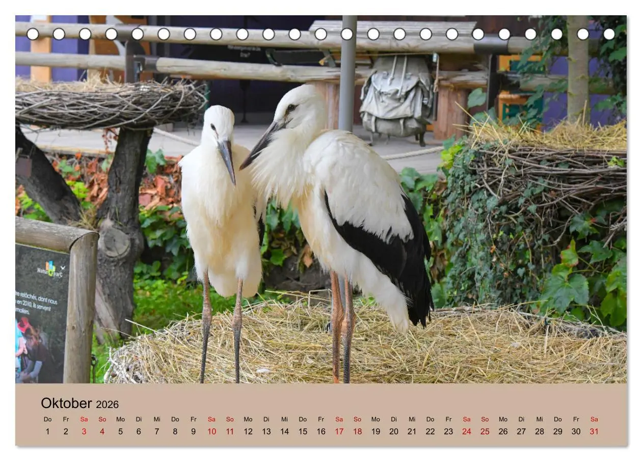 Bild: 9783457567821 | Der Storchenkalender (Tischkalender 2026 DIN A5 quer), CALVENDO...