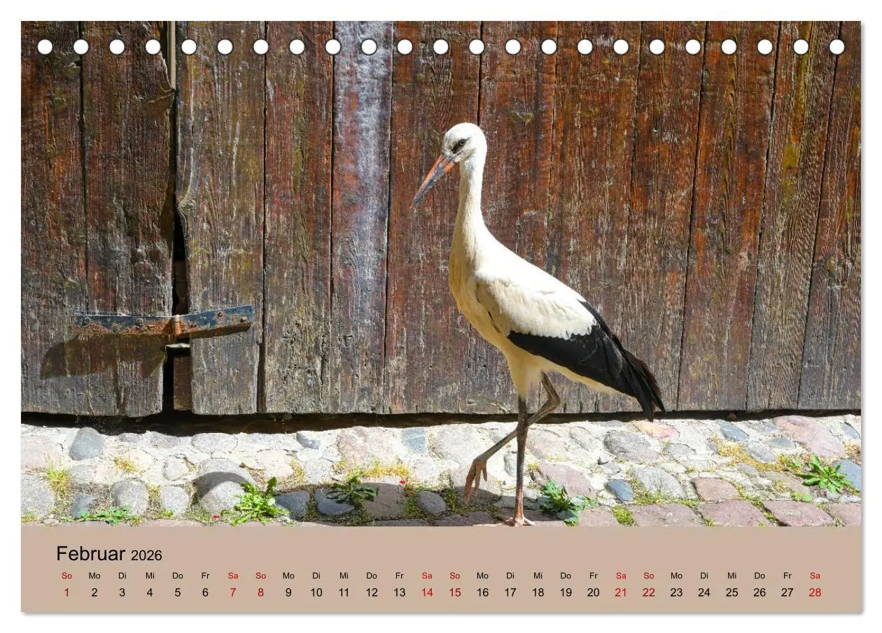 Bild: 9783457567821 | Der Storchenkalender (Tischkalender 2026 DIN A5 quer), CALVENDO...