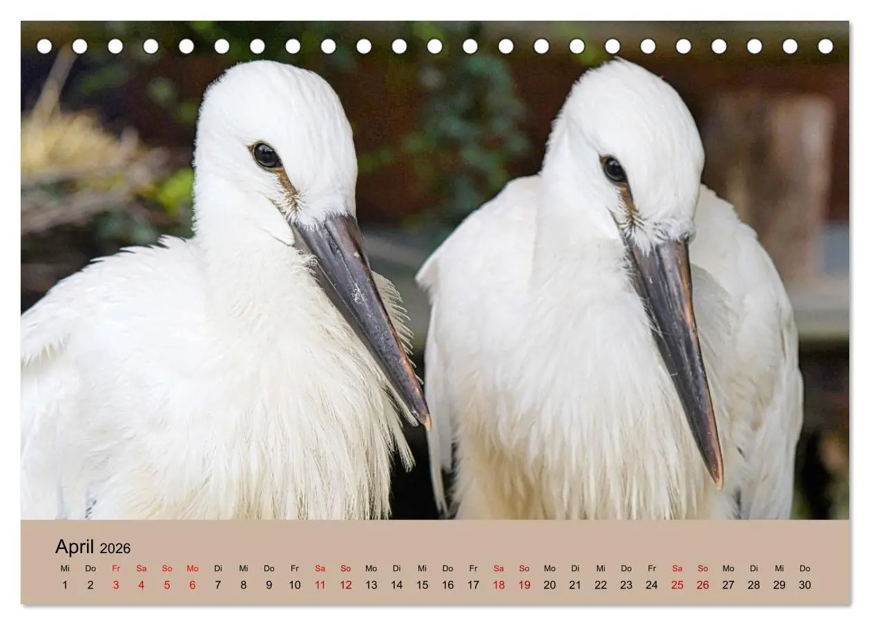 Bild: 9783457567821 | Der Storchenkalender (Tischkalender 2026 DIN A5 quer), CALVENDO...
