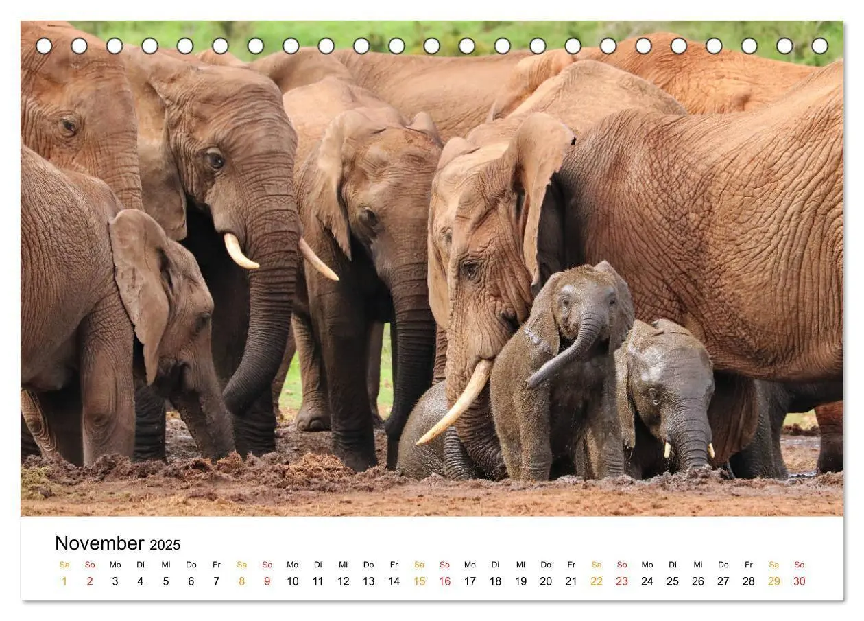 Bild: 9783435227921 | ADDO ELEPHANT NATIONAL PARK Elefanten Babies (Tischkalender 2025...