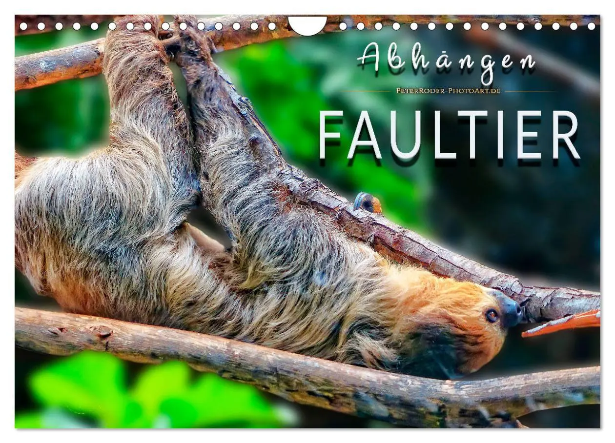 Cover: 9783457937921 | Abhängen - Faultier (Wandkalender 2026 DIN A4 quer), CALVENDO...