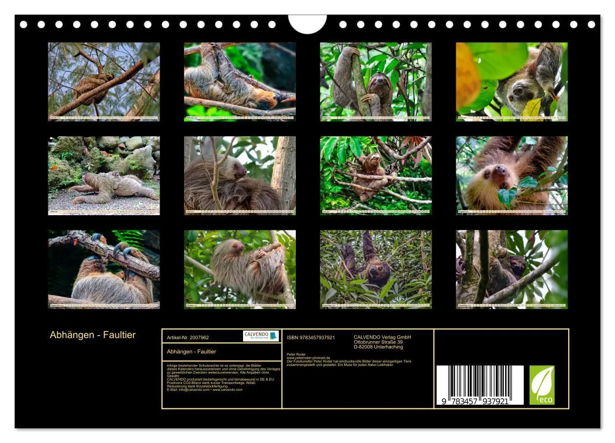 Bild: 9783457937921 | Abhängen - Faultier (Wandkalender 2026 DIN A4 quer), CALVENDO...