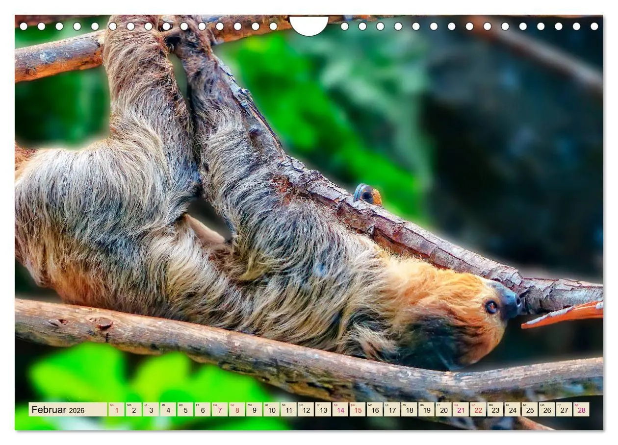 Bild: 9783457937921 | Abhängen - Faultier (Wandkalender 2026 DIN A4 quer), CALVENDO...