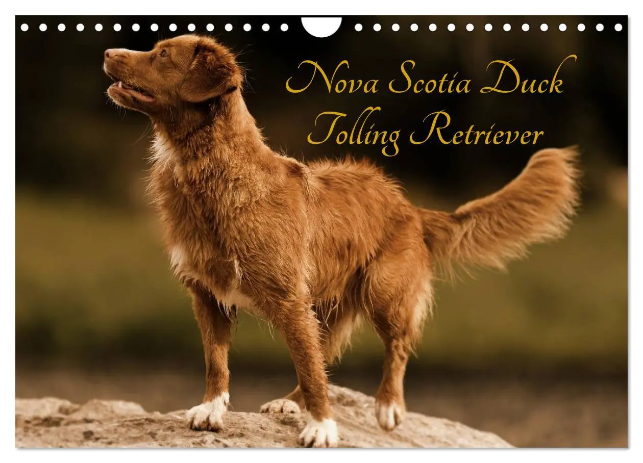 Cover: 9783516027921 | Nova Scotia Duck Tolling Retriever (Wandkalender 2026 DIN A4 quer),...
