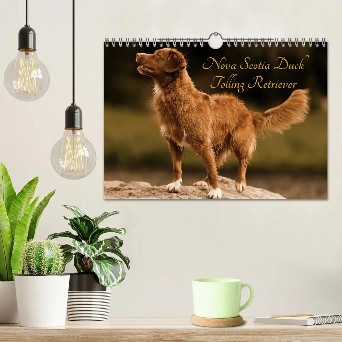 Bild: 9783516027921 | Nova Scotia Duck Tolling Retriever (Wandkalender 2026 DIN A4 quer),...