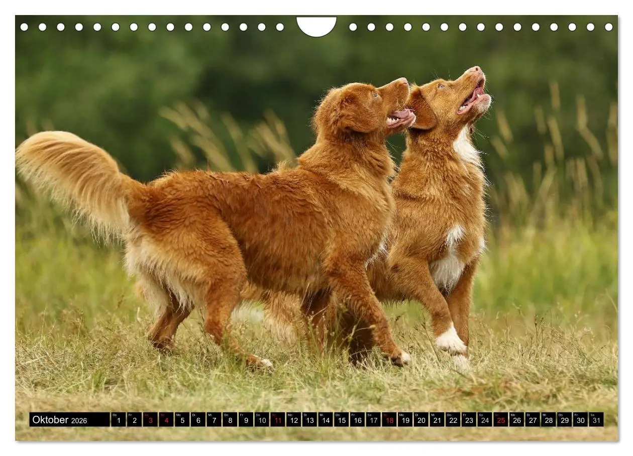 Bild: 9783516027921 | Nova Scotia Duck Tolling Retriever (Wandkalender 2026 DIN A4 quer),...