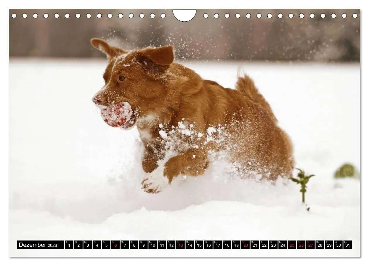 Bild: 9783516027921 | Nova Scotia Duck Tolling Retriever (Wandkalender 2026 DIN A4 quer),...