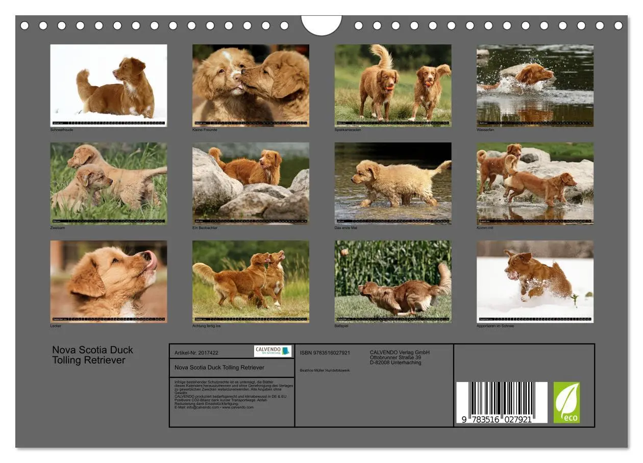 Bild: 9783516027921 | Nova Scotia Duck Tolling Retriever (Wandkalender 2026 DIN A4 quer),...