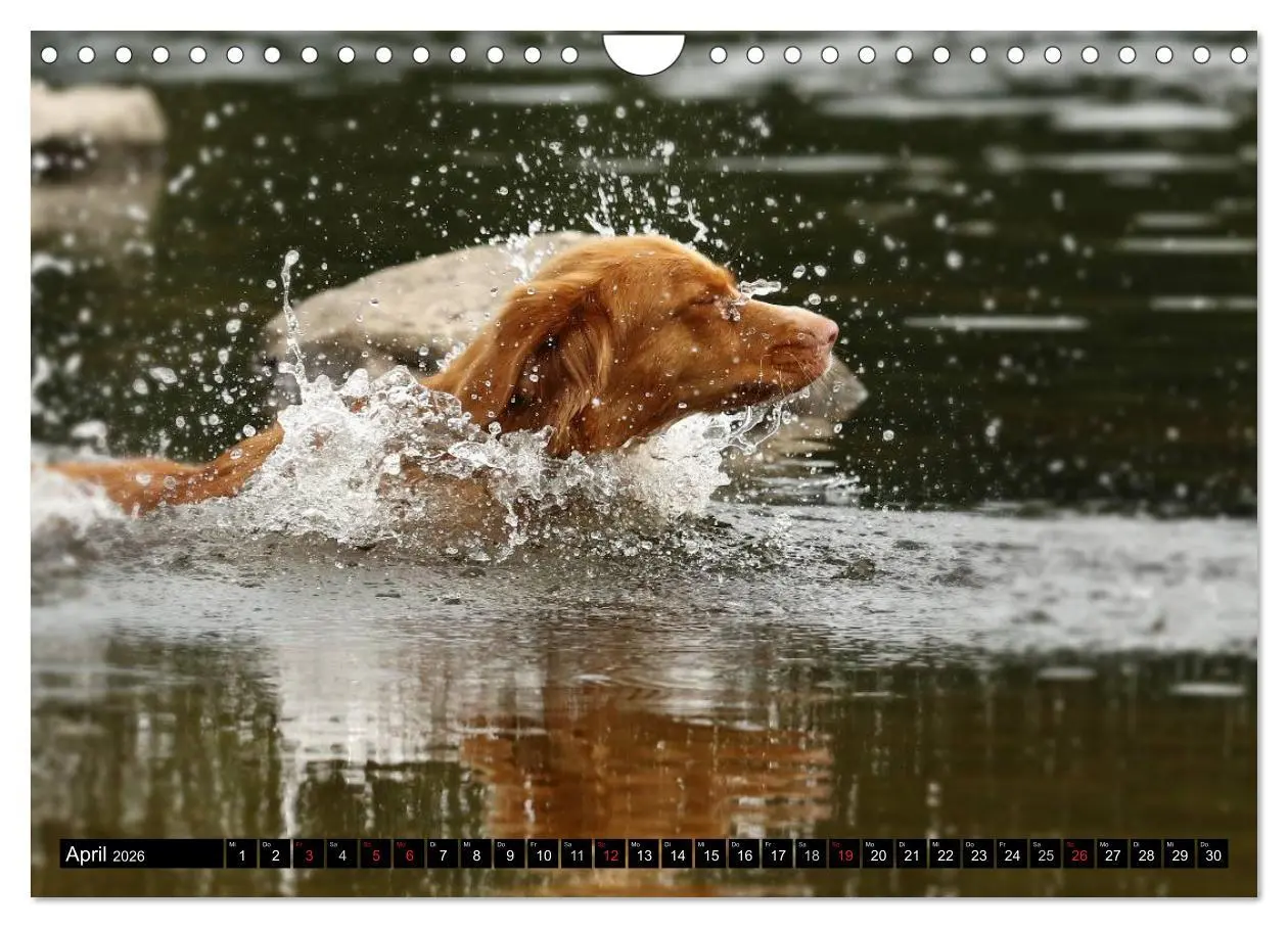 Bild: 9783516027921 | Nova Scotia Duck Tolling Retriever (Wandkalender 2026 DIN A4 quer),...