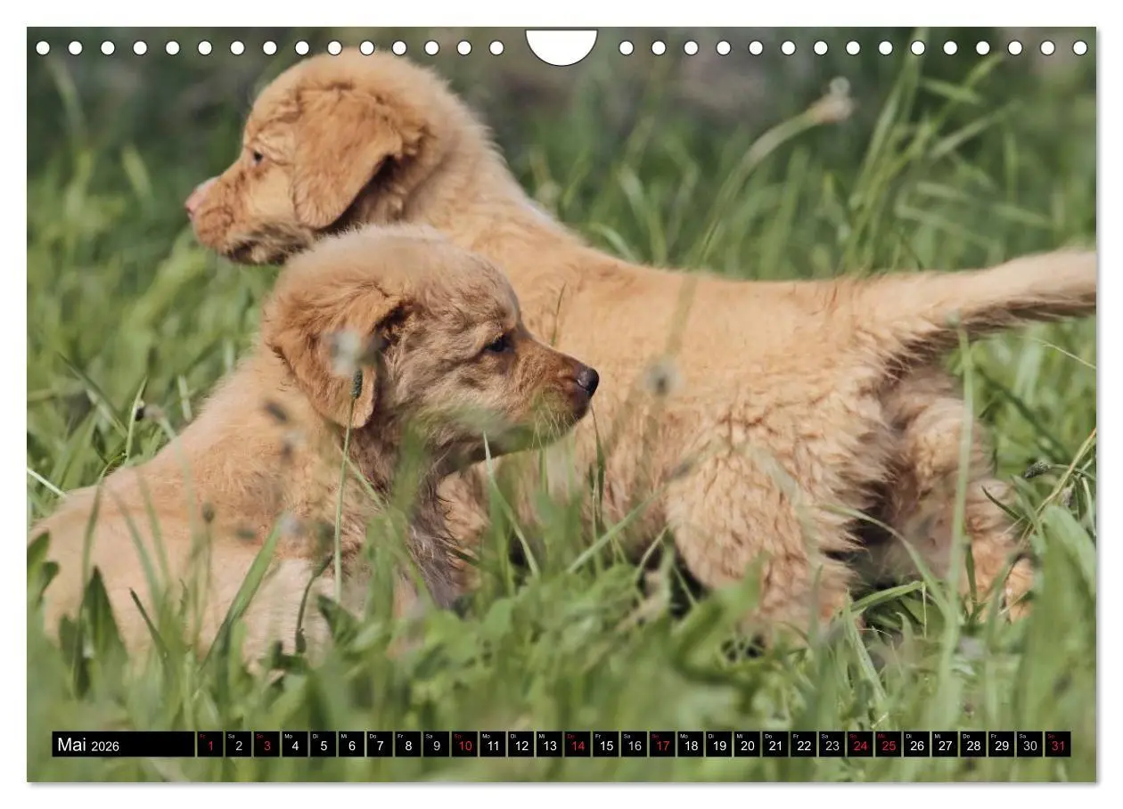 Bild: 9783516027921 | Nova Scotia Duck Tolling Retriever (Wandkalender 2026 DIN A4 quer),...