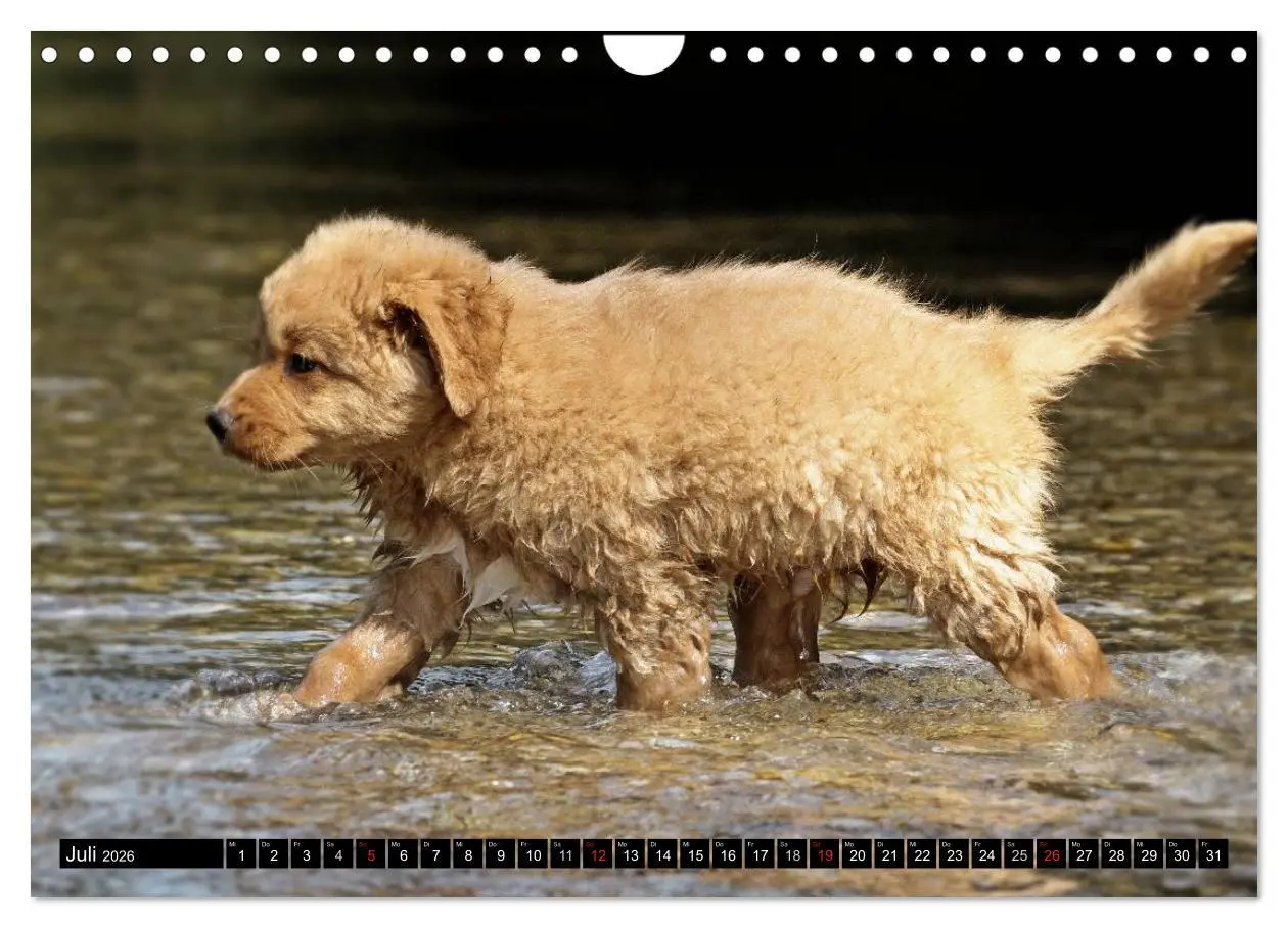 Bild: 9783516027921 | Nova Scotia Duck Tolling Retriever (Wandkalender 2026 DIN A4 quer),...
