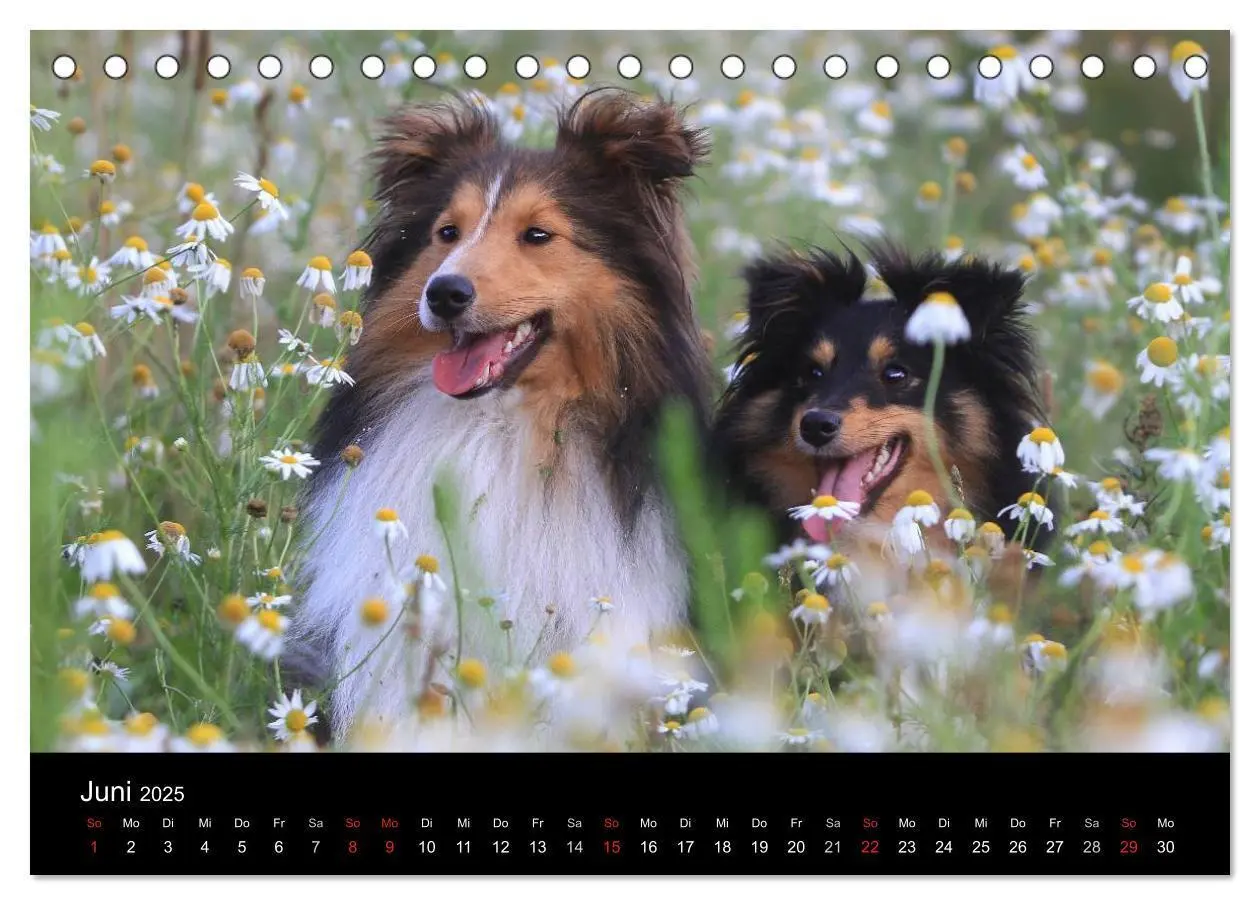 Bild: 9783435598021 | Wir lieben Shelties (Tischkalender 2025 DIN A5 quer), CALVENDO...