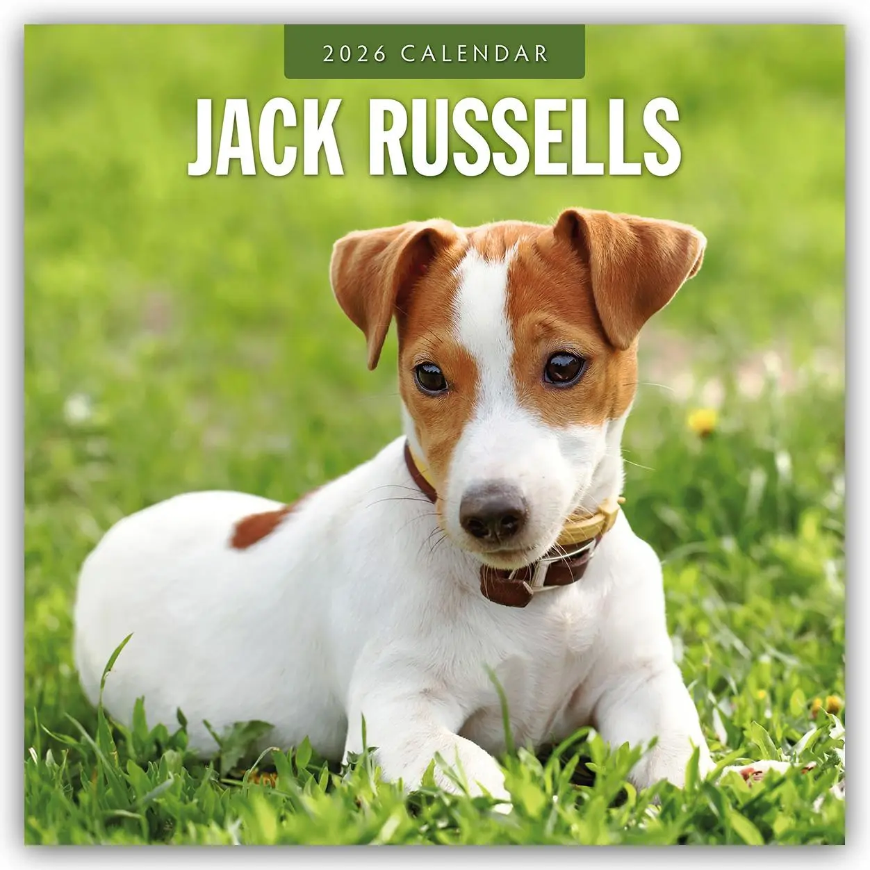 Cover: 9781804428221 | Jack Russells 2026 Square Wall Calendar | Red Robin | Taschenbuch