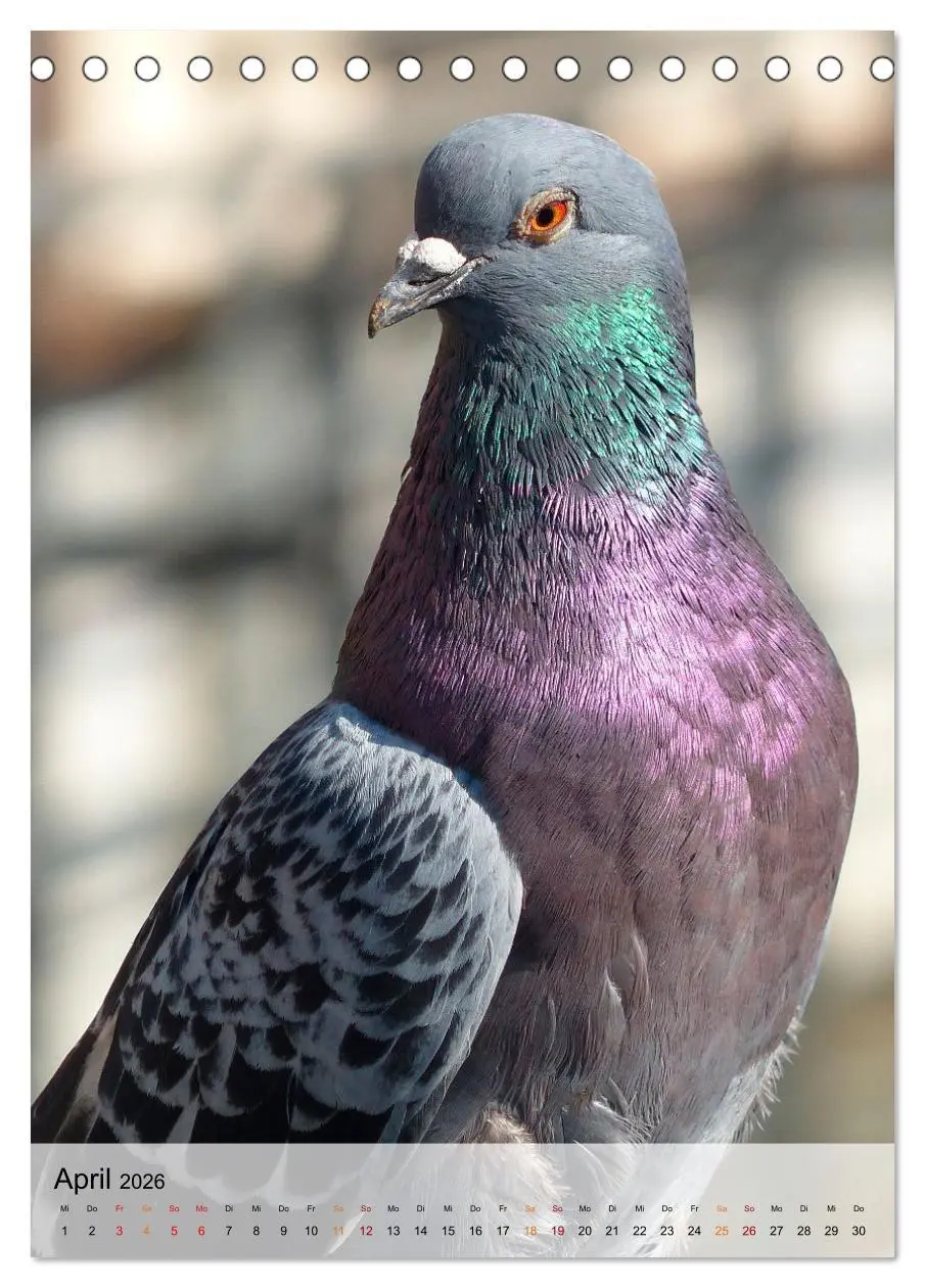 Bild: 9783516368321 | Vögel - gefiederte Freunde in unserer Natur (Tischkalender 2026 DIN...