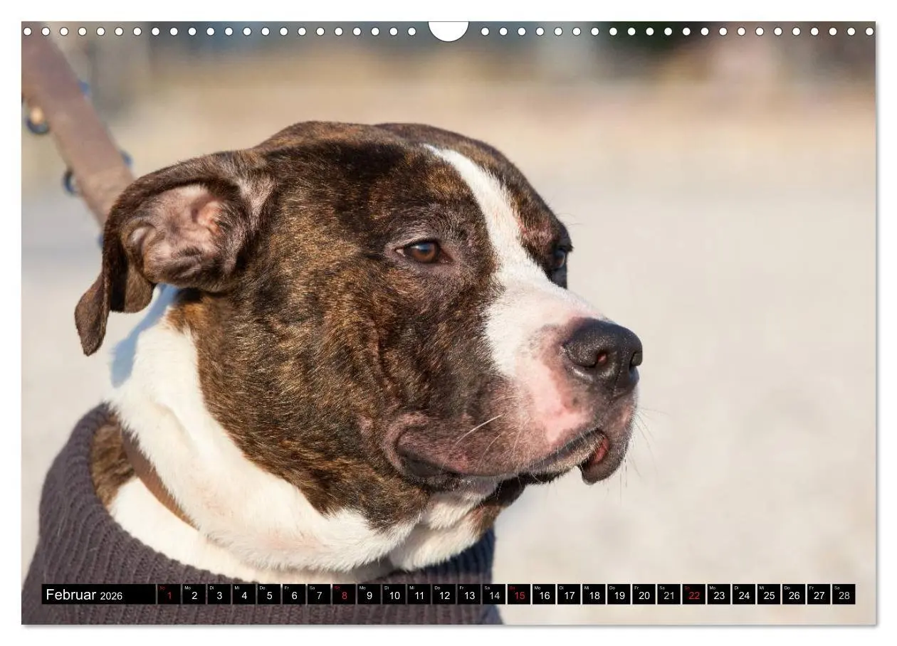 Bild: 9783516118421 | Pit Bull und Co. - Geliebt, gefürchtet, missverstanden...