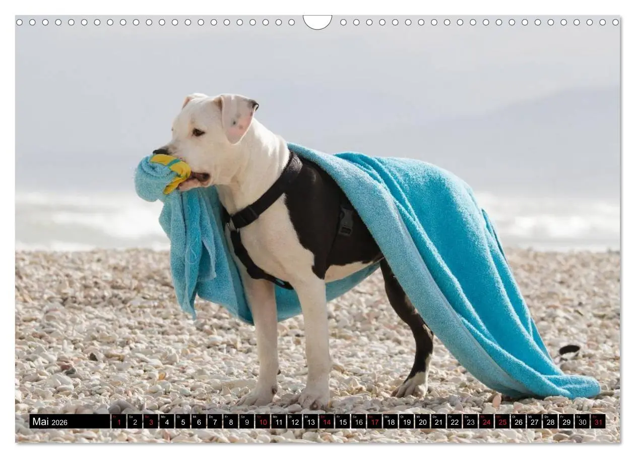 Bild: 9783516118421 | Pit Bull und Co. - Geliebt, gefürchtet, missverstanden...
