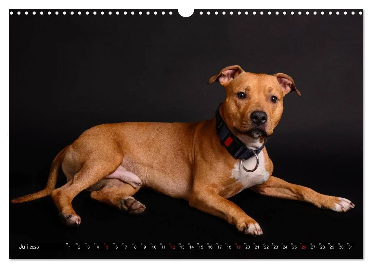 Bild: 9783516118421 | Pit Bull und Co. - Geliebt, gefürchtet, missverstanden...